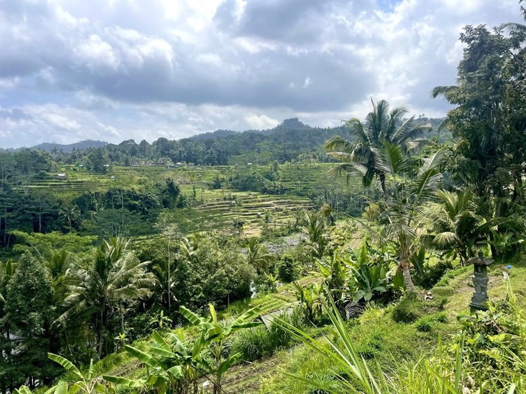 Groepsrondreis Java & Bali: rijstvelden en palmbomen in Indonesië.