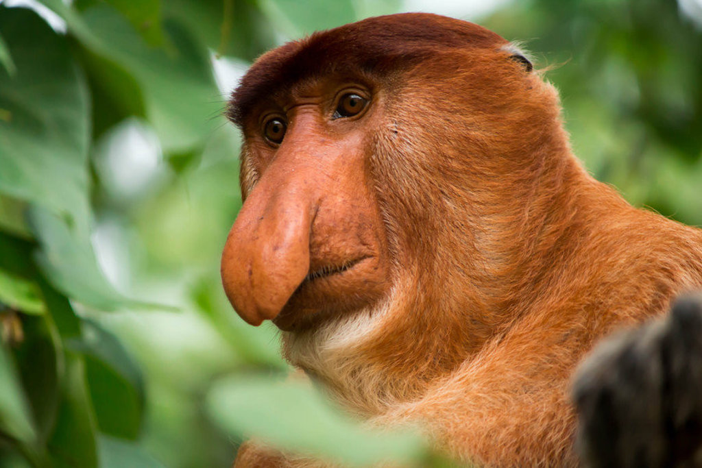 Neusaap in het regenwoud van Maleisisch Borneo tijdens een familiereis.