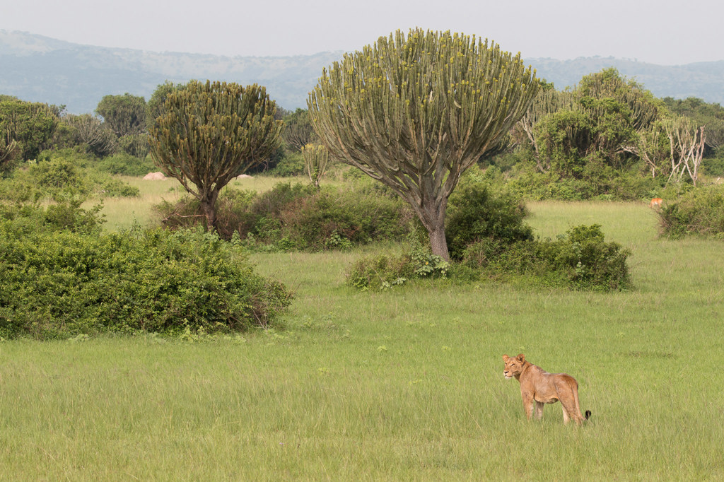 Leeuwin op de savanne in Uganda tijdens groepsrondreis Uganda en Rwanda.