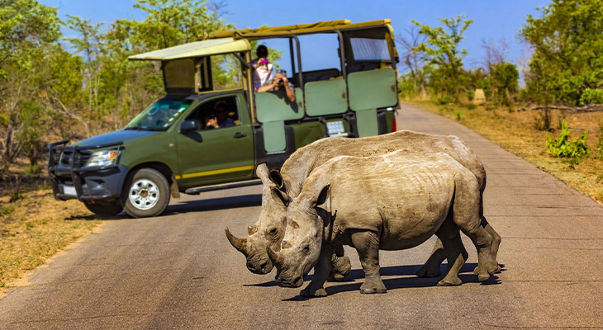 Krugerpark Zuid-Afrika Twee neushoorns steken de weg over terwijl een safaritruck met toeristen wacht in een natuurpark.