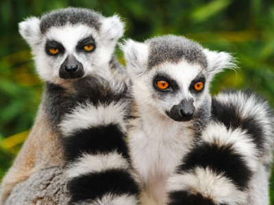 Twee ringstaartmaki’s in het groen tijdens Route Madagascar, 19 dagen.