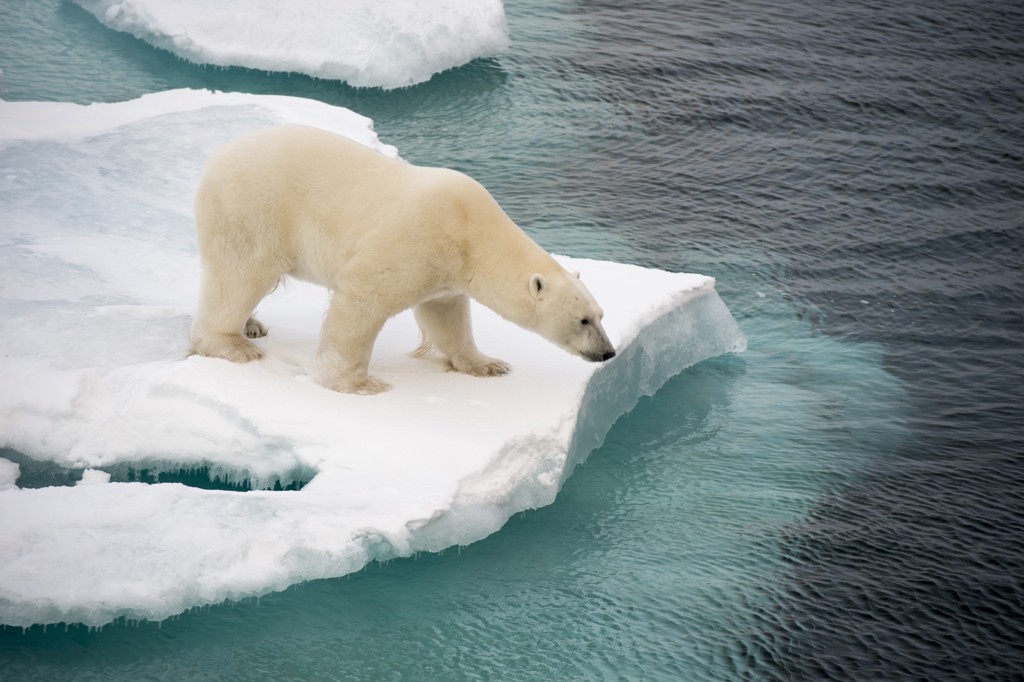 IJsbeer op een drijvende ijsschots in de zee bij Spitsbergen.