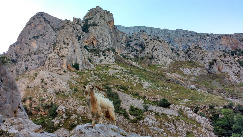 Geit op rots met ruige bergtoppen in de Picos de Europa, Spanje.