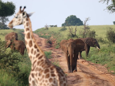 Olifanten op een zandpad in de savanne van Oeganda, met een giraffe op de voorgrond.
