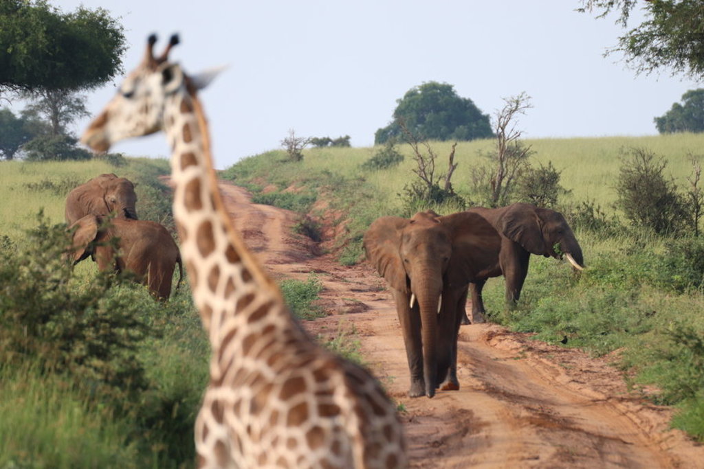 Olifanten op een zandpad in de savanne van Oeganda, met een giraffe op de voorgrond.