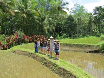 Reizigers met rieten hoeden wandelen langs rijstterrassen op Bali tijdens de Route Java en Bali.