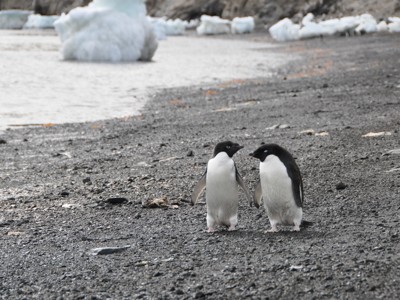 Twee adeliepinguïns op een stenig strand in Antarctica, met ijsbergen op de achtergrond.