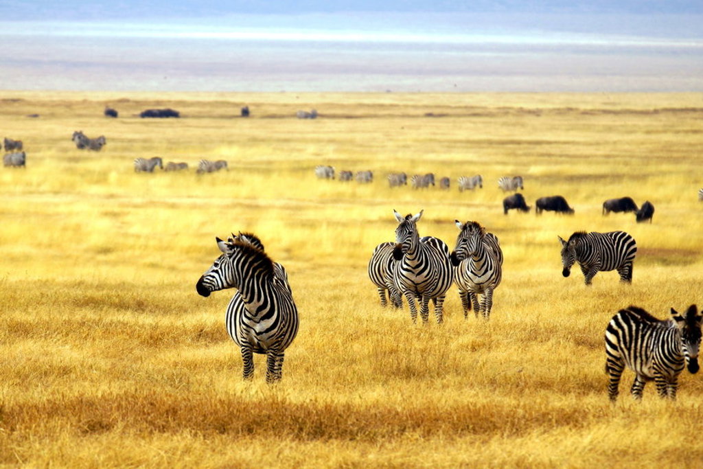 Zebra’s op de savanne tijdens een groepsrondreis Kenia, Tanzania en Zanzibar.