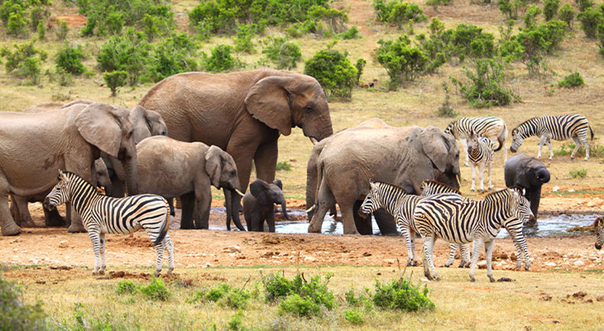 Addo Elephant Nationaal Park Olifanten en zebra’s bij een waterpoel in de savanne.