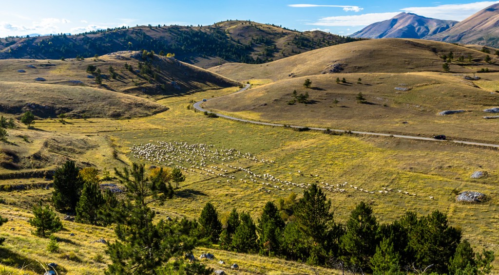 Glooiend landschap in de Centrale Apennijnen met kronkelweg, berghellingen en een kudde schapen in de vallei.