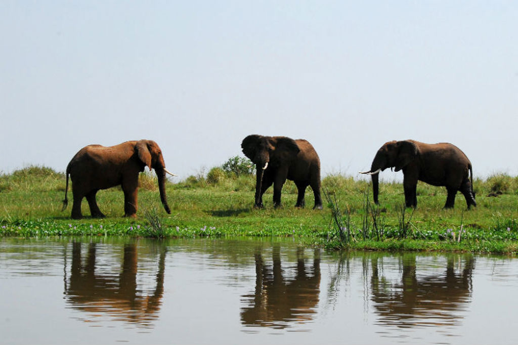 Drie olifanten aan de oever van een rivier in Uganda tijdens een groepsrondreis Uganda en Rwanda.