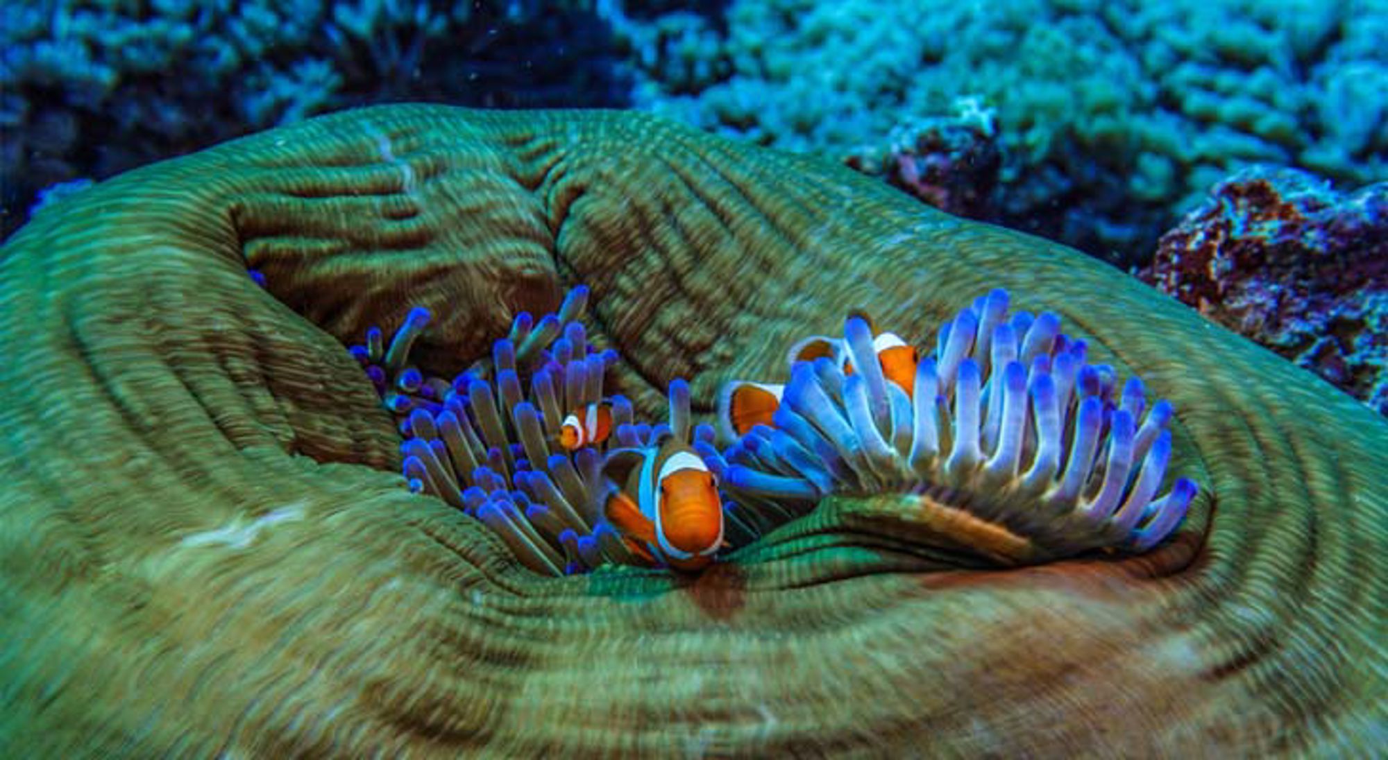 Rijstterrassen in Indonesië met palmbomen en groene heuvels.