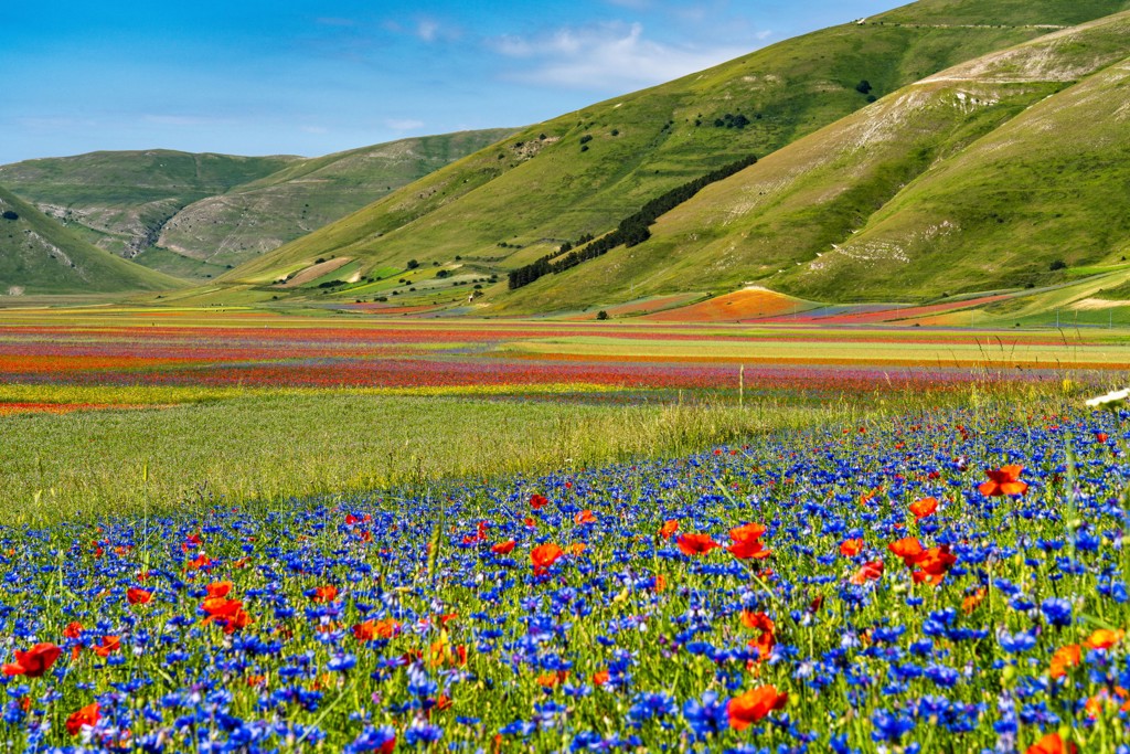 Bloemenvelden met klaprozen in het berglandschap van de Centrale Apennijnen in Italië.
