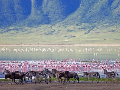 Zebra’s en gnoes bij Lake Nakuru met flamingo’s op de achtergrond, Route Oost-Afrika.