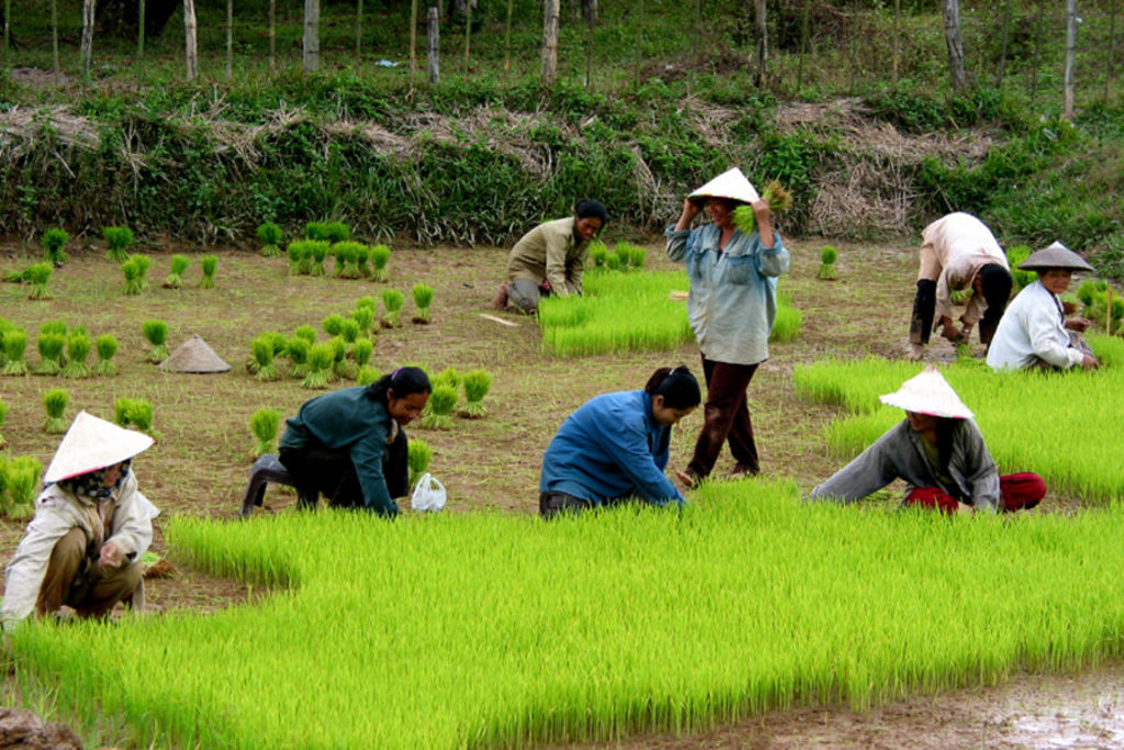 Rijstboeren planten rijst in een groen rijstveld langs de Mekong in Laos tijdens een groepsrondreis Laos en Cambodja.