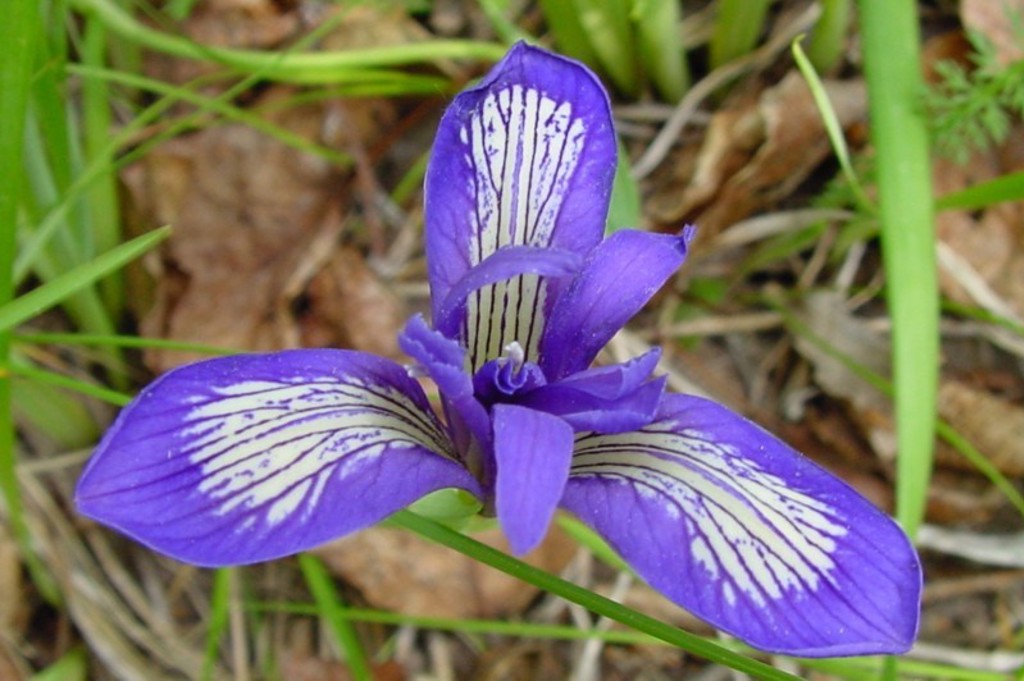 Paarse bloem in het gras tijdens een groepsrondreis door Mongolië.
