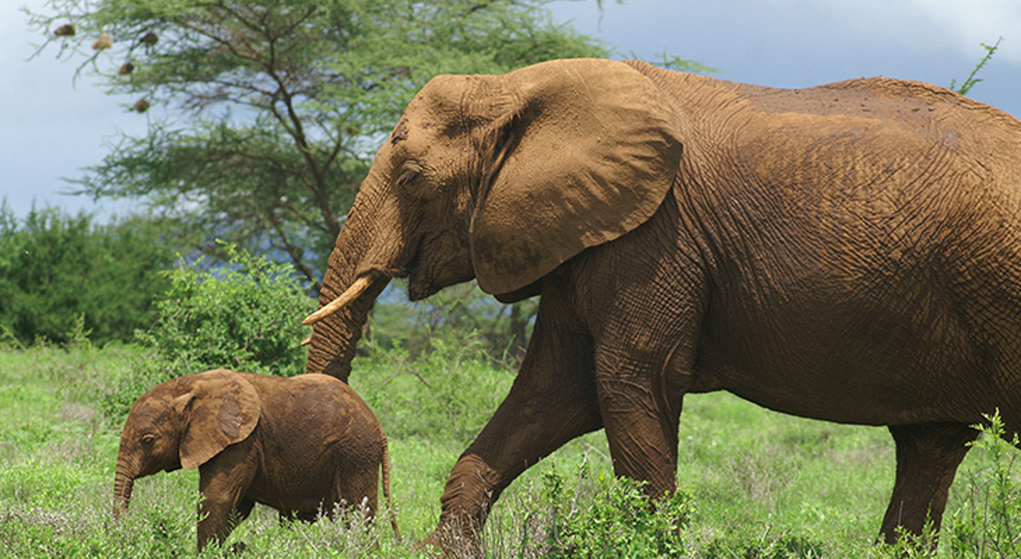 Olifant met jong loopt door de savanne tussen groene struiken.