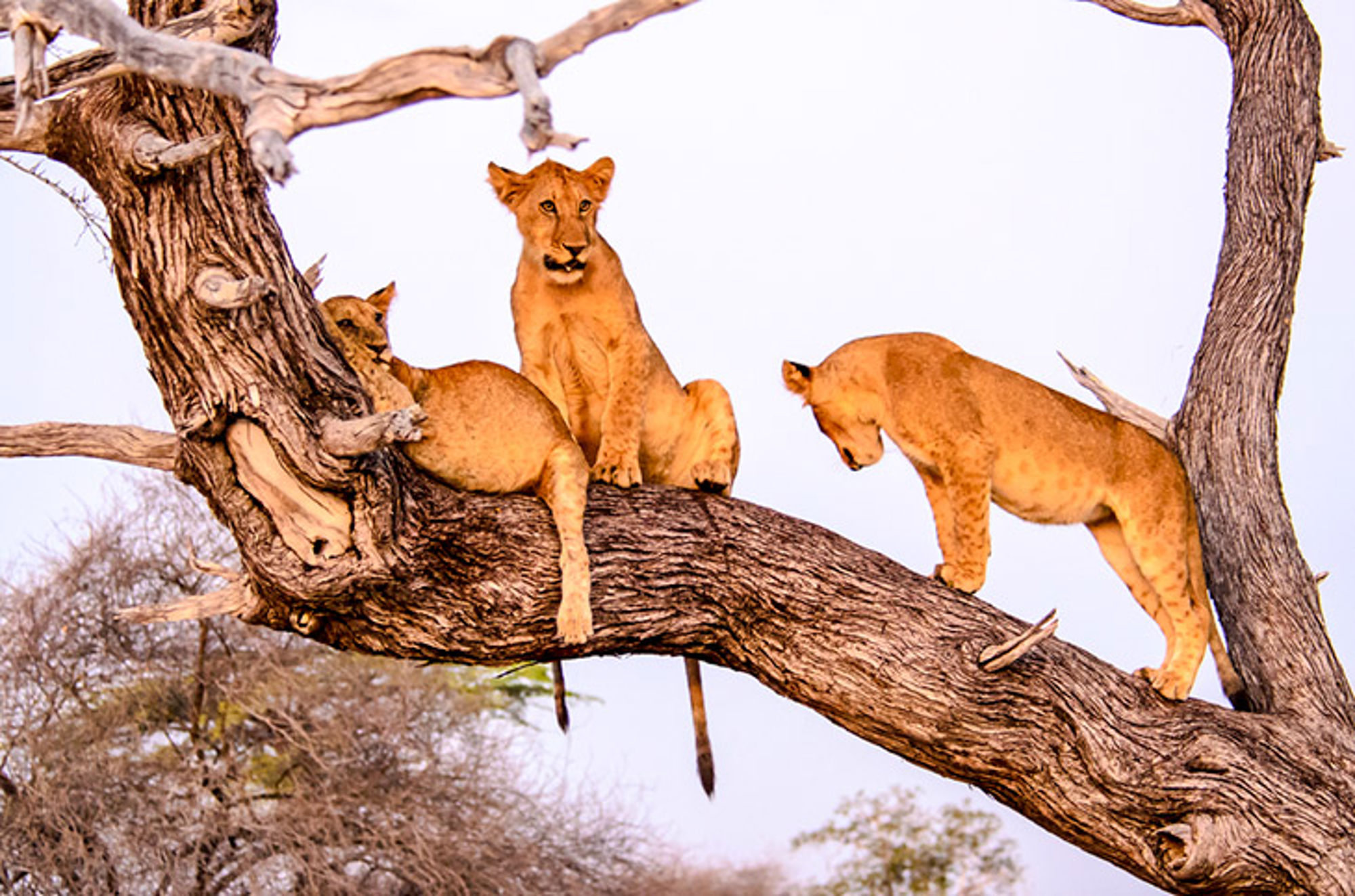 Tanzania - Selous National Park Drie leeuwinnen rusten op een grote boomtak tijdens een safari.