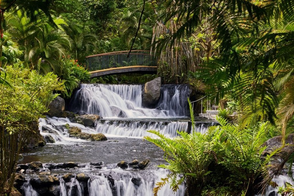 Luiaard hangend aan een tak in het regenwoud van Costa Rica tijdens een 22-35ers groepsreis.