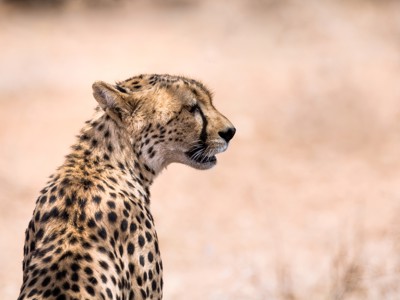 Cheetah in de savanne tijdens de rondreis Kenia, Tanzania en Zanzibar.