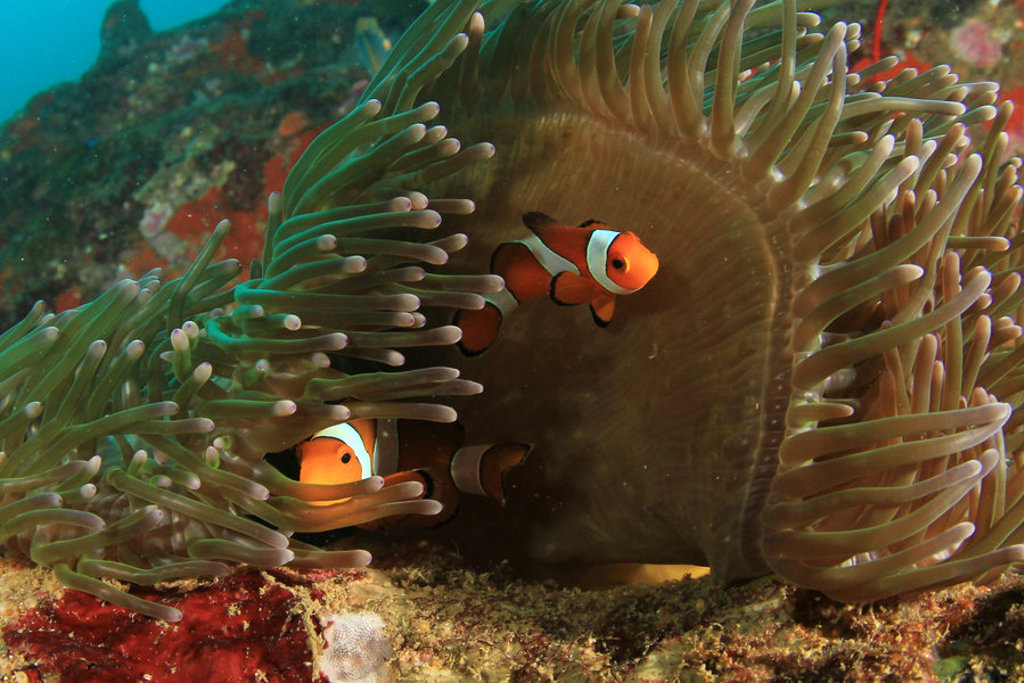 Clownvissen tussen zeeanemoon bij een rif in West-Australië.