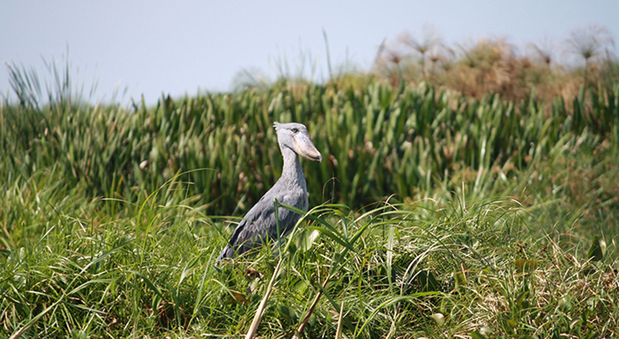Schoenbekooievaar in het hoge gras van een moerasgebied.