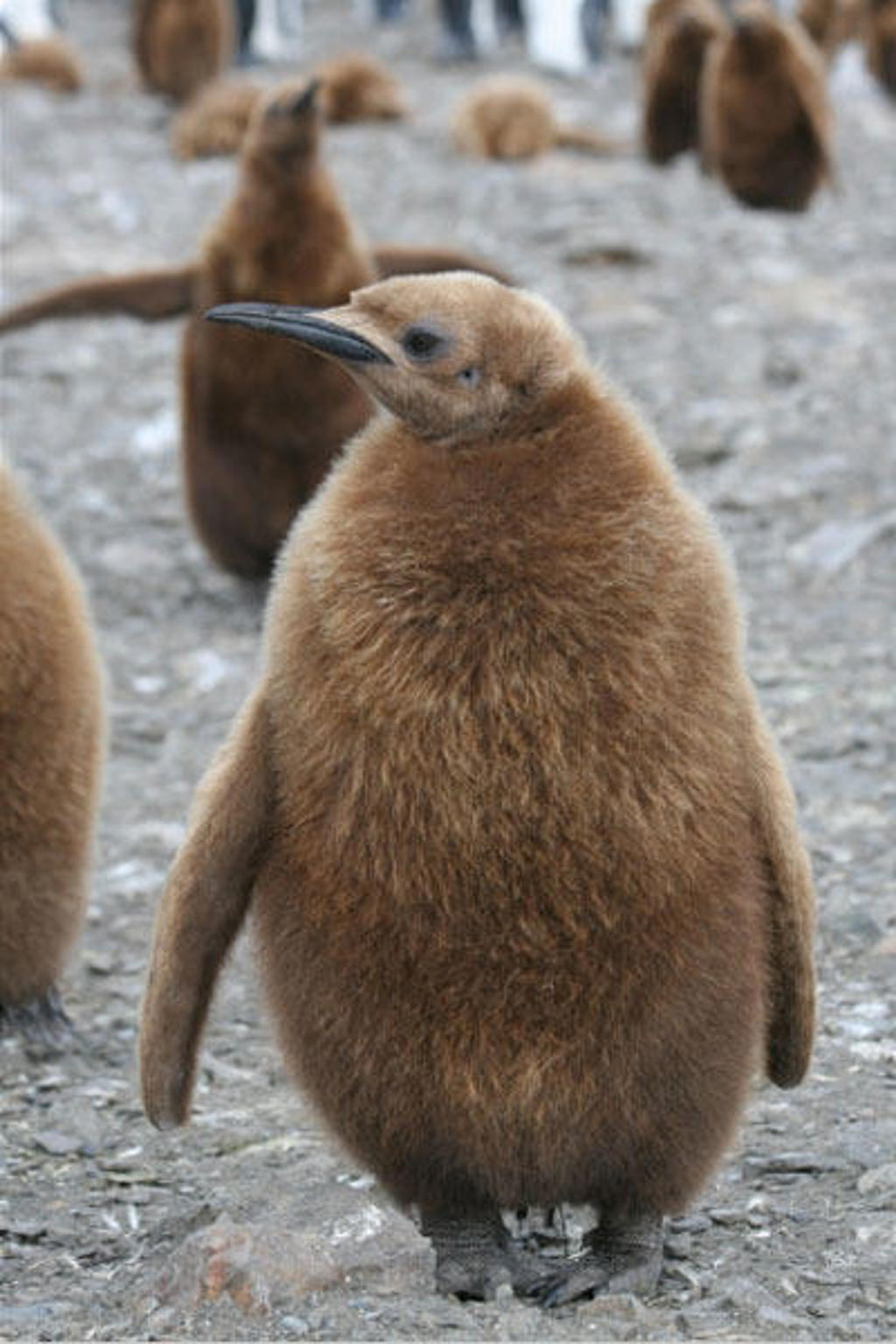 Jonge koningspinguïn tussen soortgenoten op South Georgia tijdens groepsrondreis Antarctica, Falklands en South Georgia.