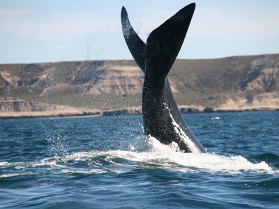 Staartvin van een walvis boven het water tijdens de route rondreis Antarctica.