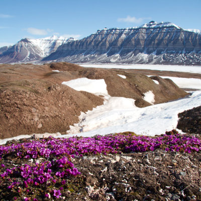 Paarse poolbloemen met sneeuwvelden en berglandschap op Spitsbergen tijdens groepsrondreis.