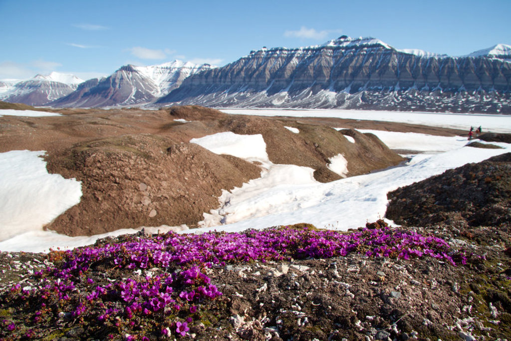 Paarse poolbloemen met sneeuwvelden en berglandschap op Spitsbergen tijdens groepsrondreis.