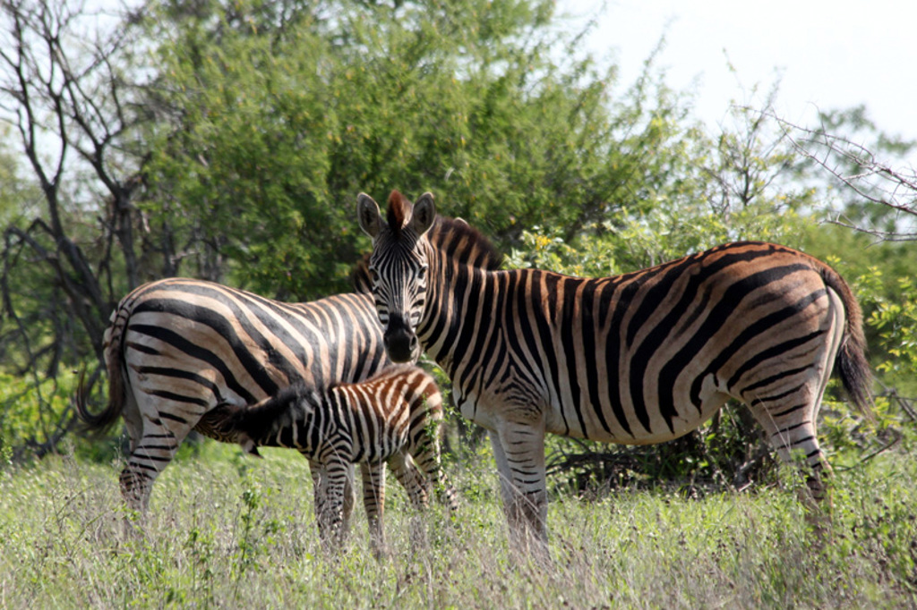 Zebra’s met jong in de Zuid-Afrikaanse bush tijdens een groepsrondreis kampeerreis.