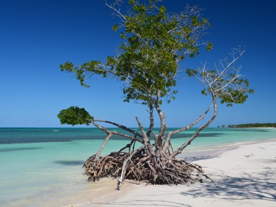 Mangroveboom met wortels op wit zandstrand aan turquoise zee in Cuba.