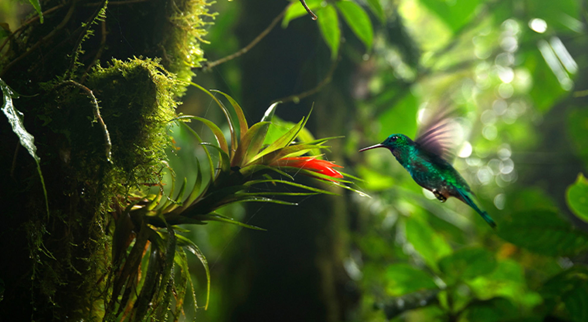 Costa Rica kolibri Groene kolibrie zweeft bij een felrode bloem in een weelderig regenwoud.