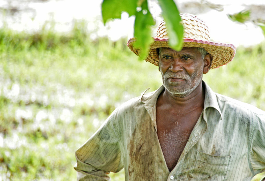 Sri Lankaanse rijstboer met strohoed in een groen veld tijdens een groepsrondreis Sri Lanka.
