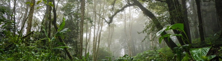 Mistig regenwoud in Costa Rica met dichtgroene vegetatie en hoge bomen.