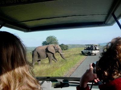 Olifant steekt de weg over tijdens safari in Zuid-Afrika, gezien vanuit een open safariwagen.