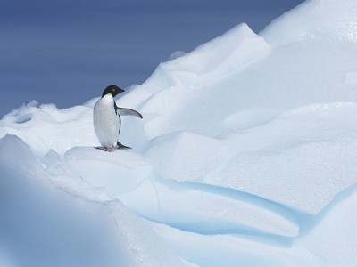 Adéliepinguïn op een besneeuwde ijsberg in Antarctica.