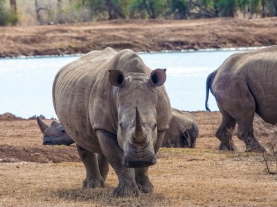 Witte neushoorn bij een waterpoel tijdens de route Johannesburg - Kaapstad, 24 dagen.