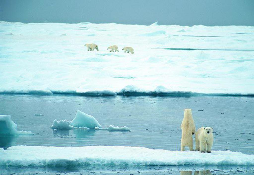 IJsbeer op het pakijs tijdens groepsrondreis Spitsbergen, Groenland en IJsland.
