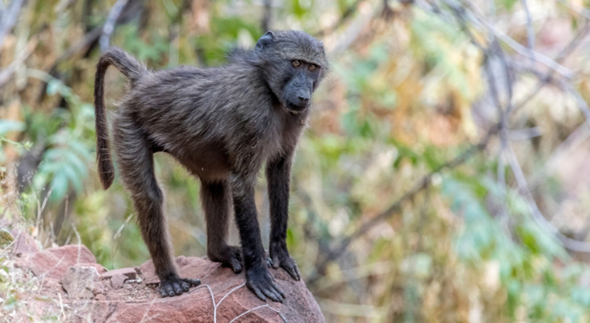Baboon in Waterberg, Namibië Chacma-baviaan op een rots in Namibië.