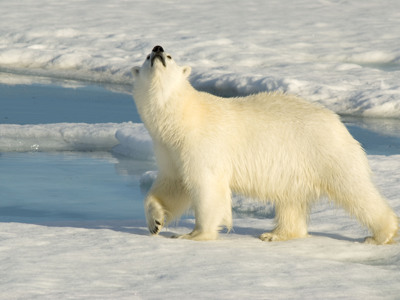 IJsbeer op het pakijs bij Spitsbergen tijdens de zeilreis met de Antigua.