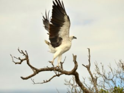 Zeearend landt op een tak in West-Australië tijdens de Route West Australië, 25 dagen.