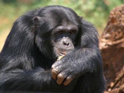 Gorilla in de jungle tijdens de rondreis Route Oeganda Natuur Plus.
