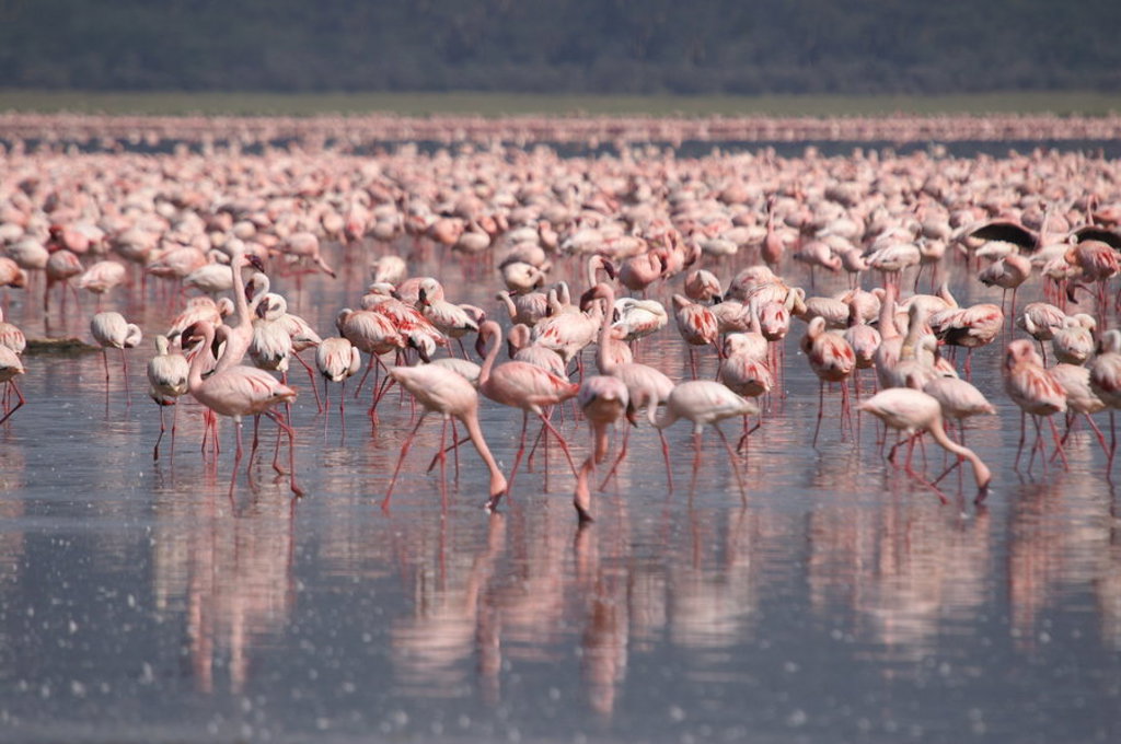 Grote groep flamingo’s in een ondiep meer tijdens groepsrondreis Kenia en Tanzania Totaal.