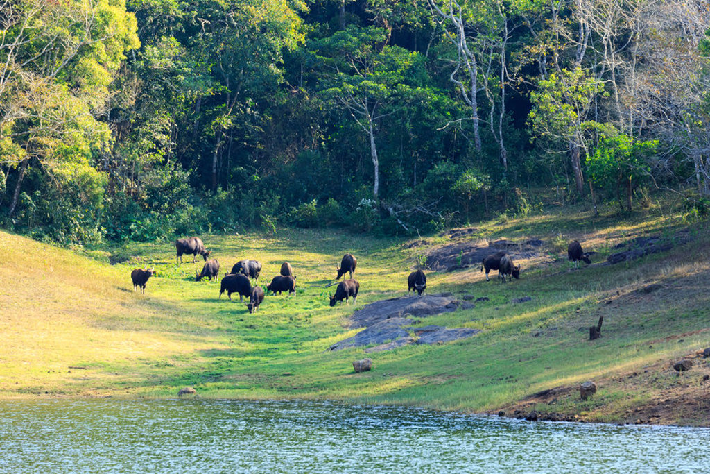 Kudde gaur-runderen graast in een groen natuurgebied bij een waterplas in Zuid-India.