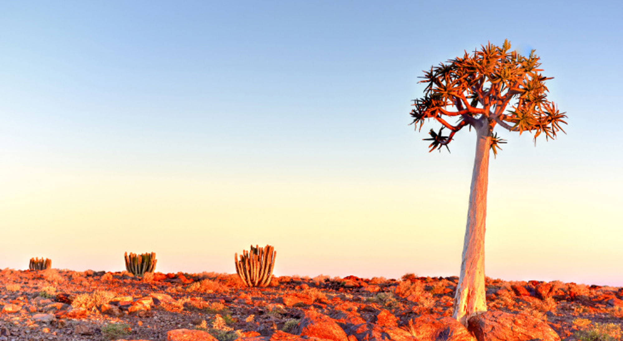 Kokerboom in rotsachtig woestijnlandschap in Namibië bij zonsondergang.