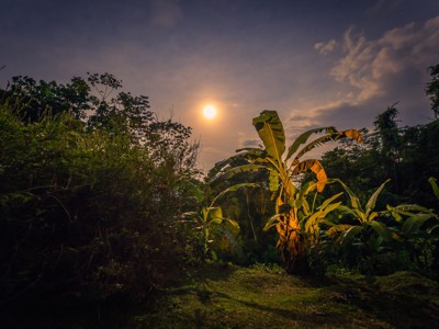 Maanlicht boven bananenplanten in de Amazone tijdens de route Peru incl. Amazone.