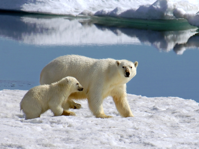 IJsbeer met jong op het pakijs bij Spitsbergen, met ijsbergen en spiegelend water op de achtergrond.