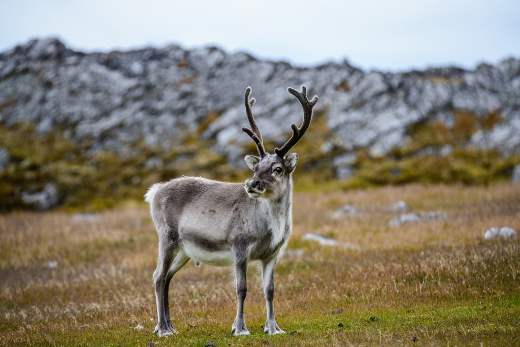 Rendier in een ruig berglandschap tijdens een groepsrondreis door Noorwegen.