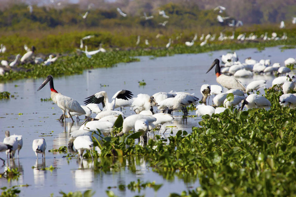 Watervogels in een moerasgebied in Brazilië tijdens de groepsrondreis Brazilië en Buenos Aires.